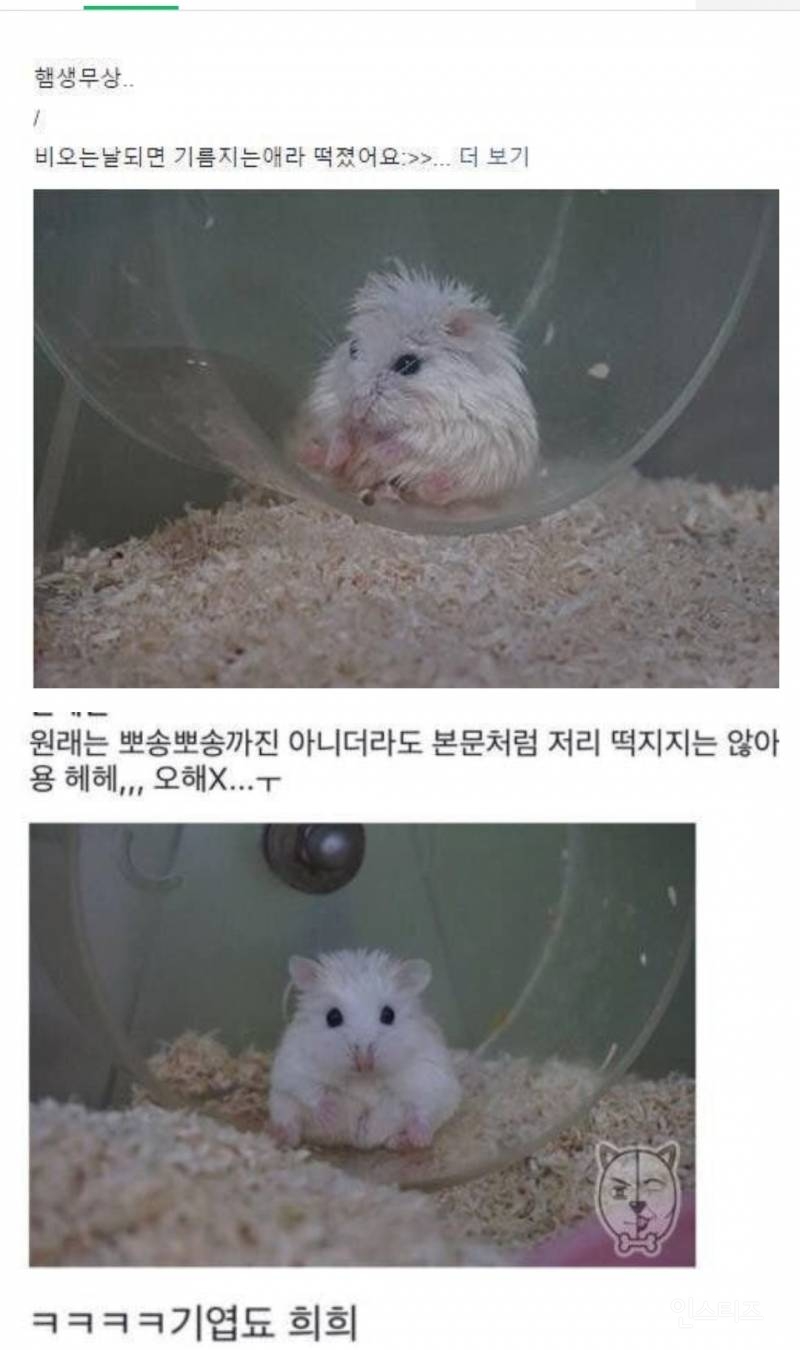 이별의 속도가 빨라서 키우지 말라는 동물.jpg | 인스티즈