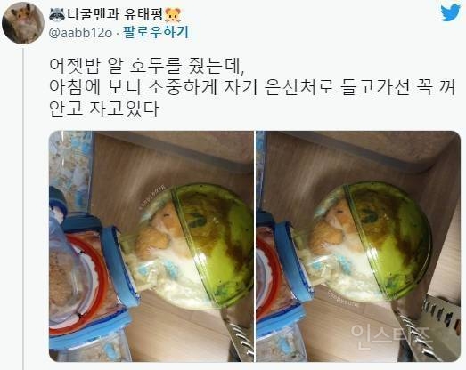 이별의 속도가 빨라서 키우지 말라는 동물.jpg | 인스티즈