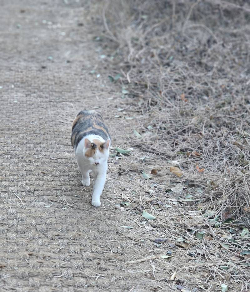 [잡담] 오늘 만난 고양이 볼래? | 인스티즈