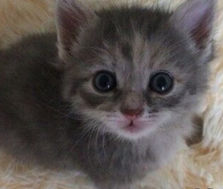 [잡담] 원빈이 🐱 | 인스티즈