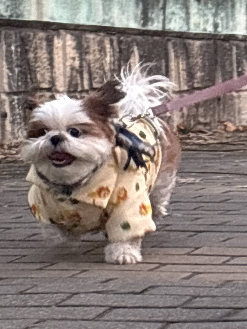 [잡담] 🐶산책 나온 시츄 볼래?🐶 | 인스티즈