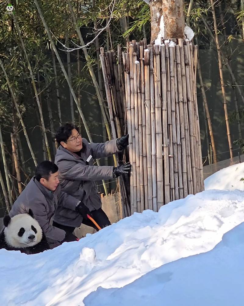 [잡담] 하 후이바오 진짜귀엽다 | 인스티즈