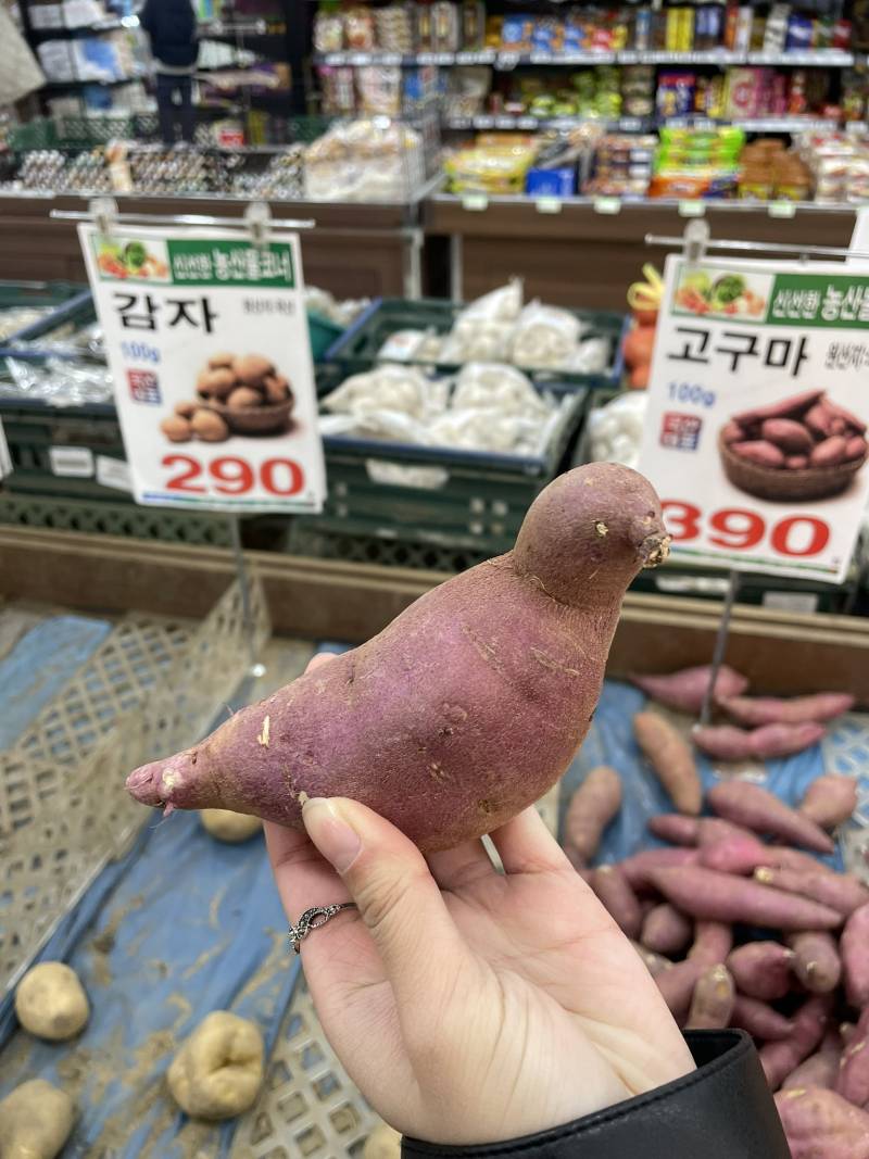 [잡담] 비둘기 모양 고구마 안아줄 수 있어? | 인스티즈