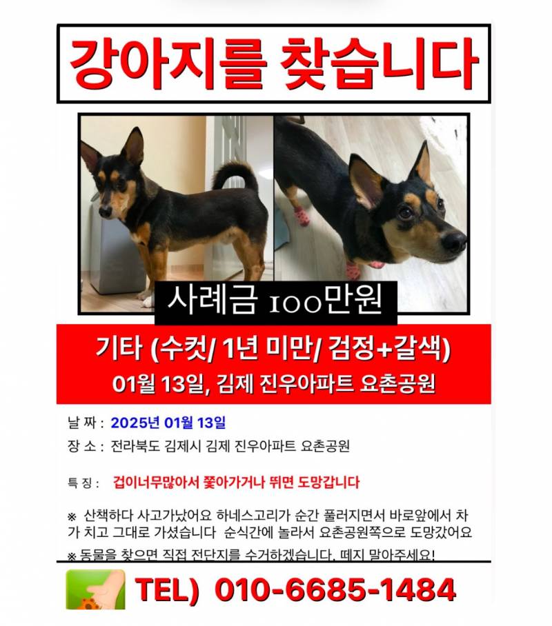 🛑 간장이(강아지)를 찾습니다 🛑 | 인스티즈