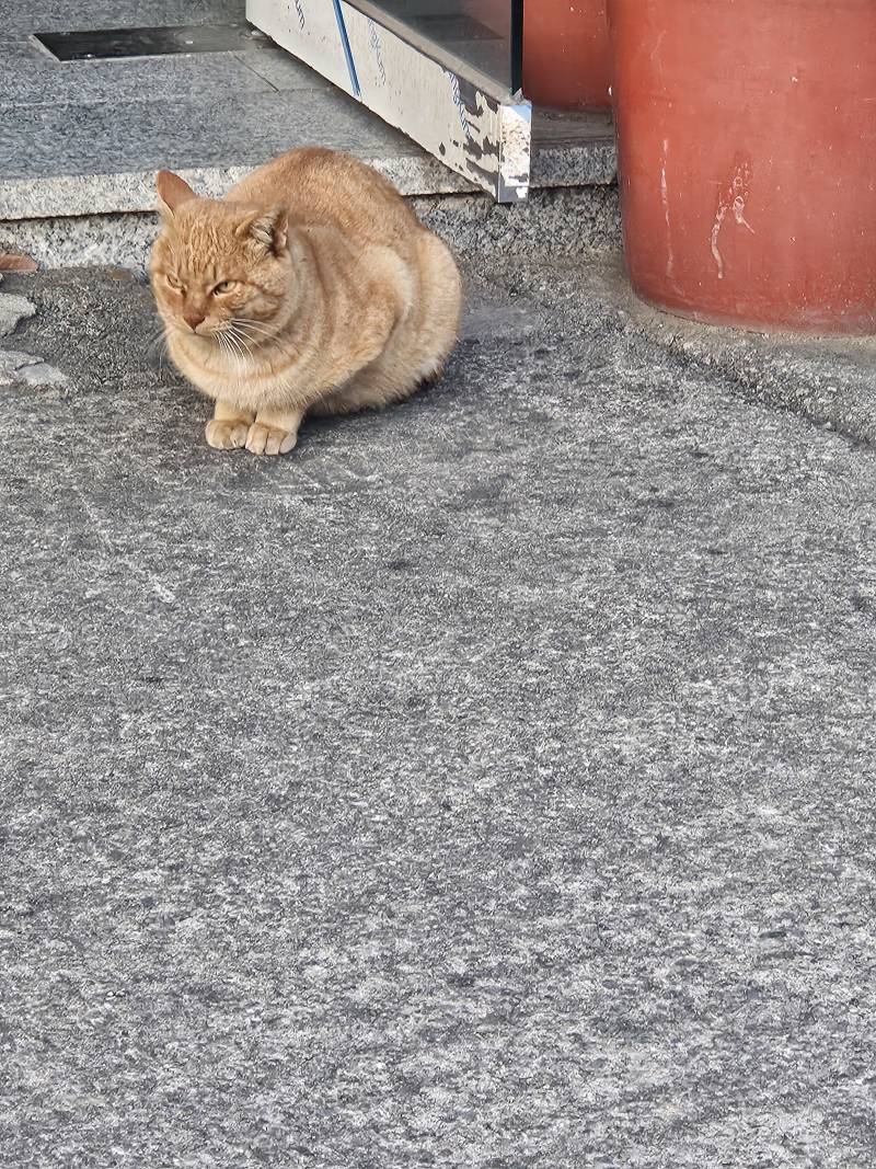 [잡담] 집 가는길에 냥이 봤어 | 인스티즈