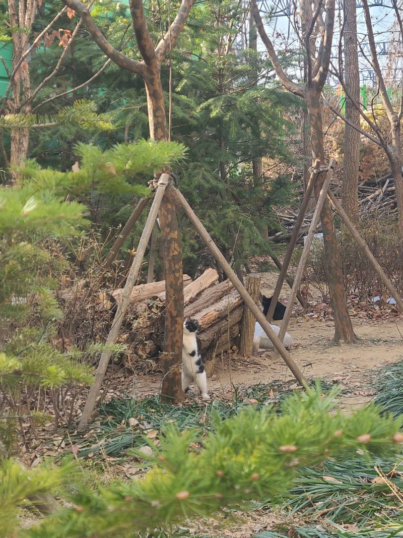 [잡담] 으아...새끼길냥들 너무 귀욥다... 캔도 잘먹고... | 인스티즈