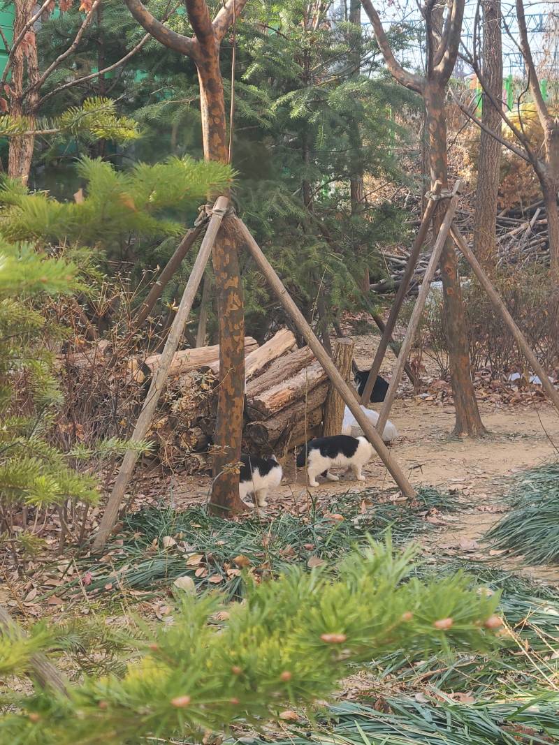 [잡담] 으아...새끼길냥들 너무 귀욥다... 캔도 잘먹고... | 인스티즈