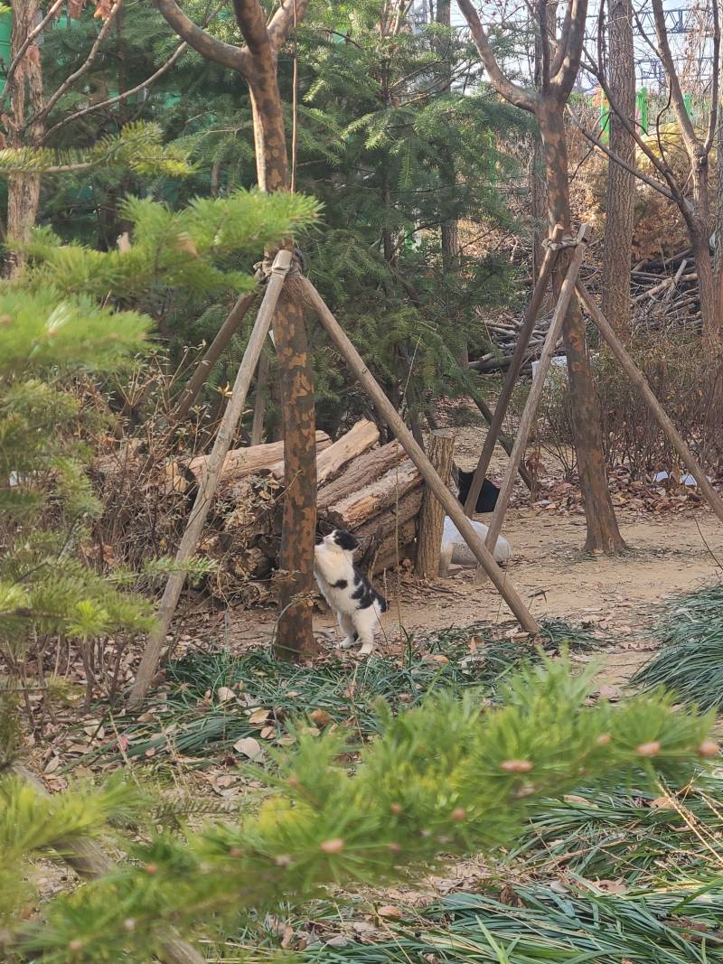 [잡담] 으아...새끼길냥들 너무 귀욥다... 캔도 잘먹고... | 인스티즈