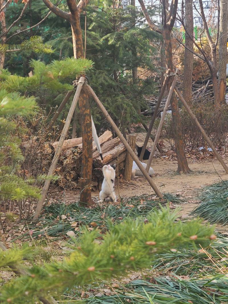 [잡담] 으아...새끼길냥들 너무 귀욥다... 캔도 잘먹고... | 인스티즈