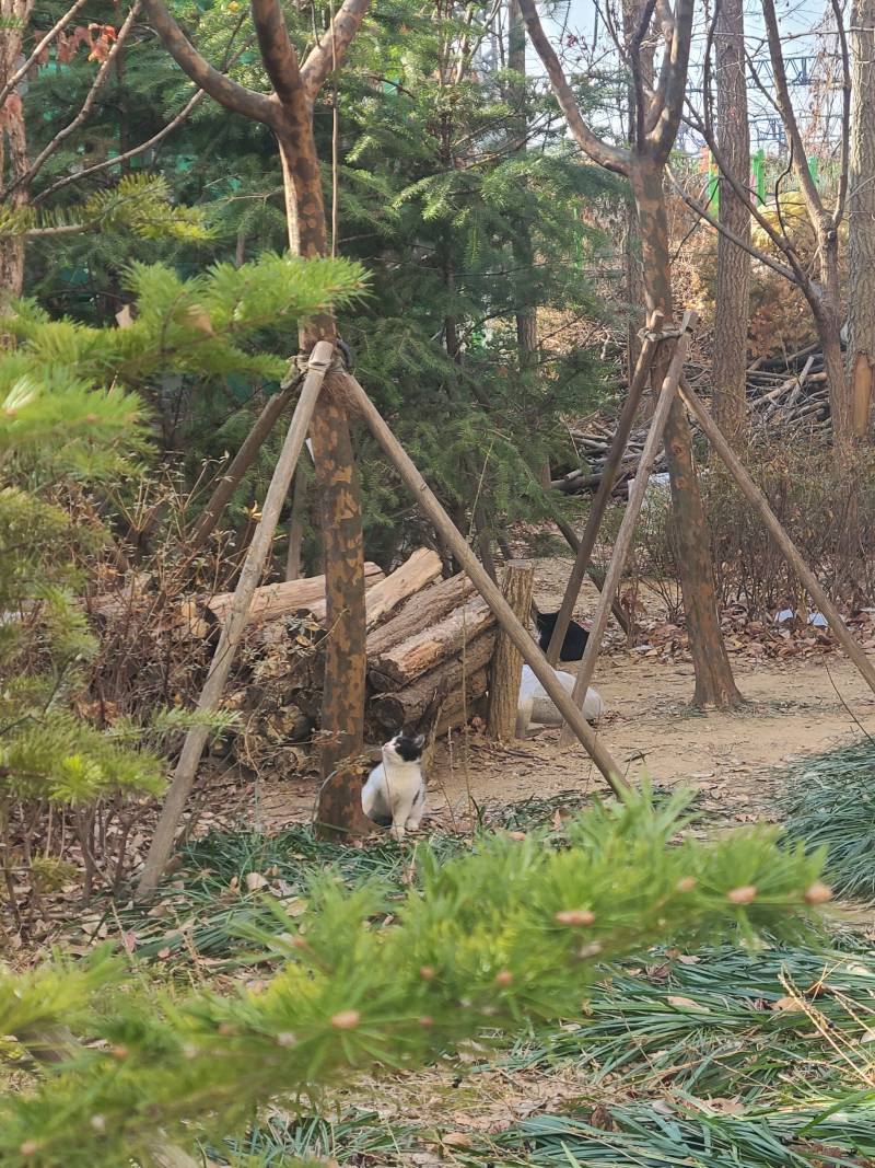 [잡담] 으아...새끼길냥들 너무 귀욥다... 캔도 잘먹고... | 인스티즈