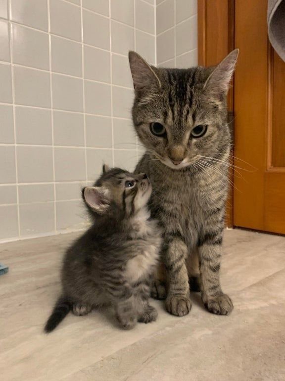 [잡담] 원빈 은석 석과비니 고양이짤 또 주움 | 인스티즈