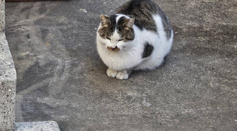 [잡담] 우리집 냥이 봐 | 인스티즈