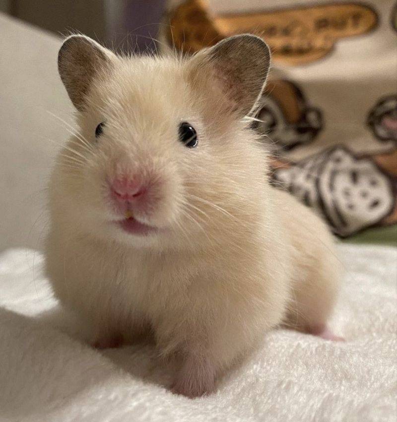 [잡담] 이런 소동물들 보면 인형빗으로 털 한번만 빗어보고 싶어... | 인스티즈