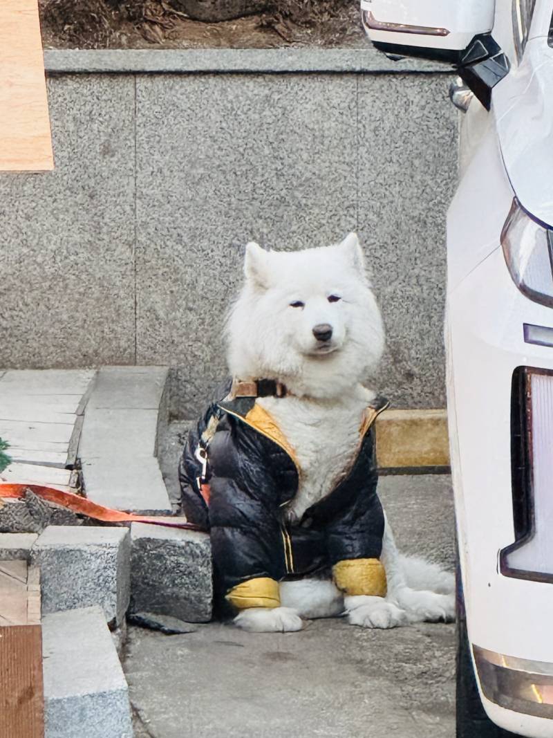 [잡담] 길가다가 미친 귀여움 만남 ㅜㅜㅜㅜㅜㅜㅜㅜㅜㅜㅜㅜ | 인스티즈