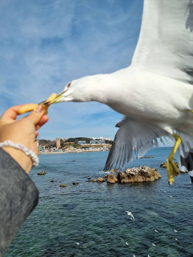 [잡담] 조류 무서워하면 들어오지마(갈매기사진있음) | 인스티즈