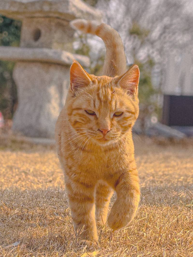 [잡담] 아침이니 냥풍당당 보고 힘내새ㅣㅔ요🐈 | 인스티즈