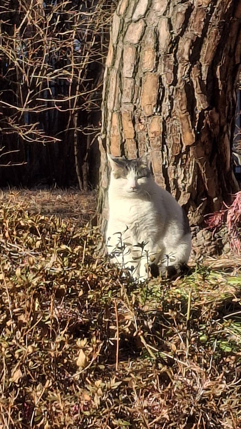 [잡담] 고양이 발견 | 인스티즈