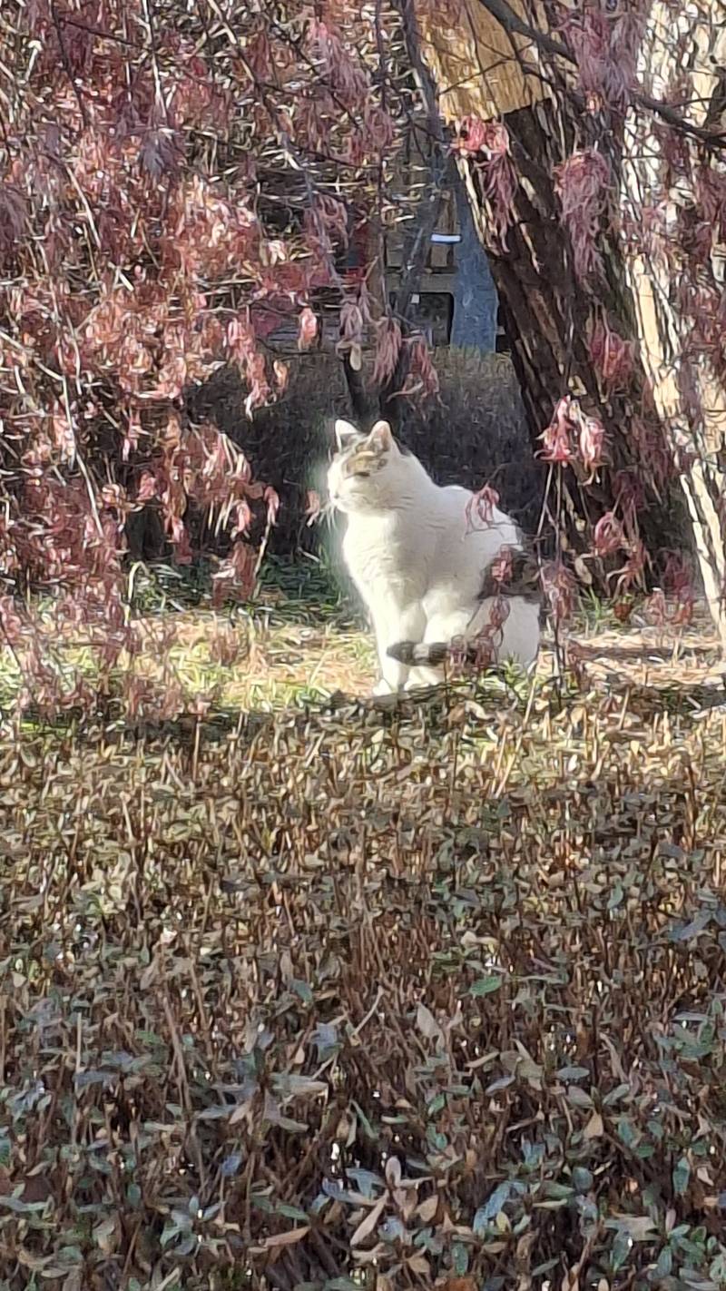 [잡담] 고양이 발견 | 인스티즈