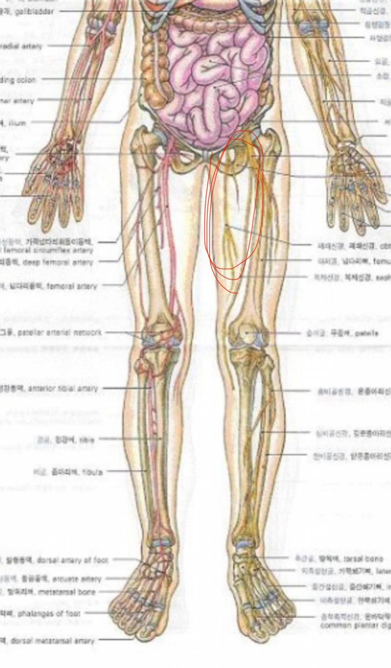 [잡담] 골반 앞쪽에 엄청 딱딱한거 뼈 아니야? | 인스티즈