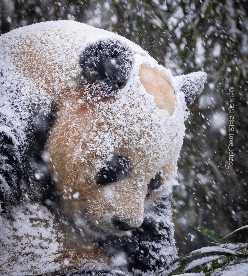 [잡담] 🐼 러바오 정수리 가발인거 들켜버렸낑ㅜㅜ | 인스티즈