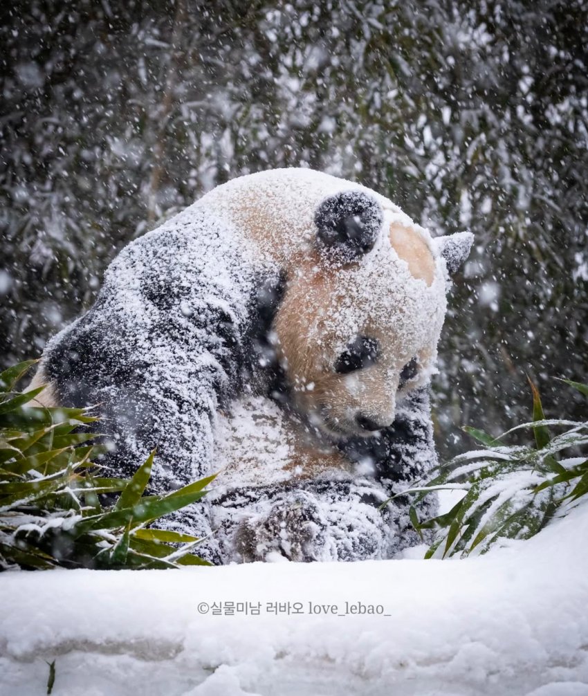 [잡담] 🐼 러바오 정수리 가발인거 들켜버렸낑ㅜㅜ | 인스티즈