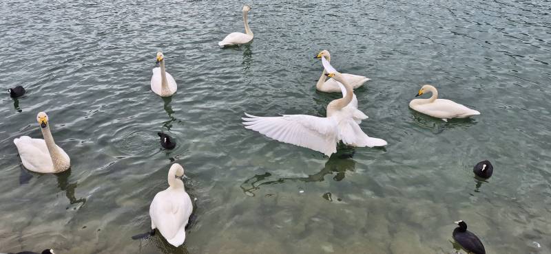 [잡담] 용지못의 고니들 | 인스티즈