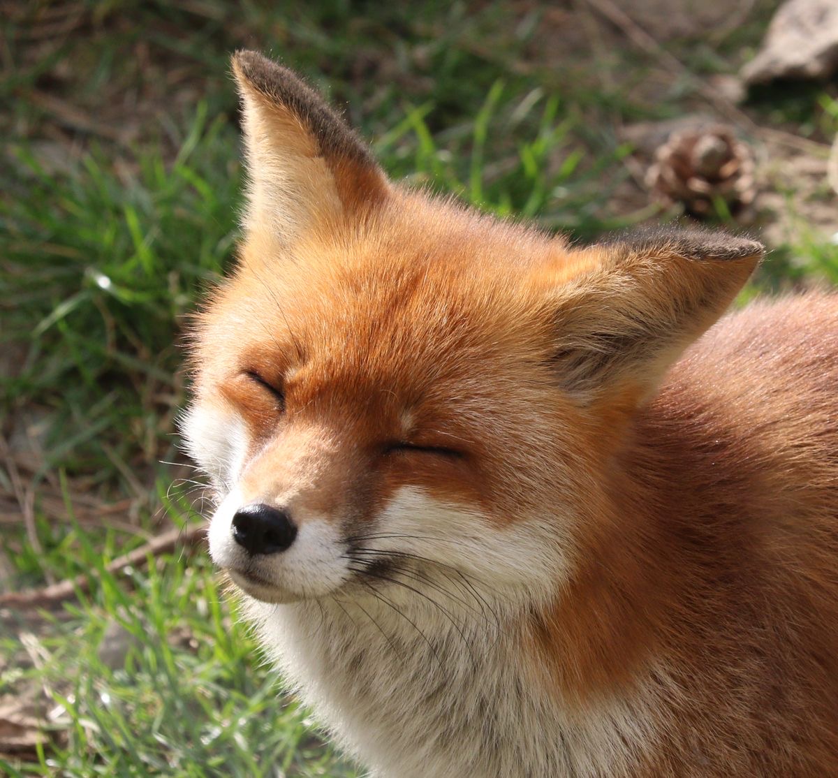 [잡담] 성규 진짜 여우🦊 그 자체이신거같애… | 인스티즈