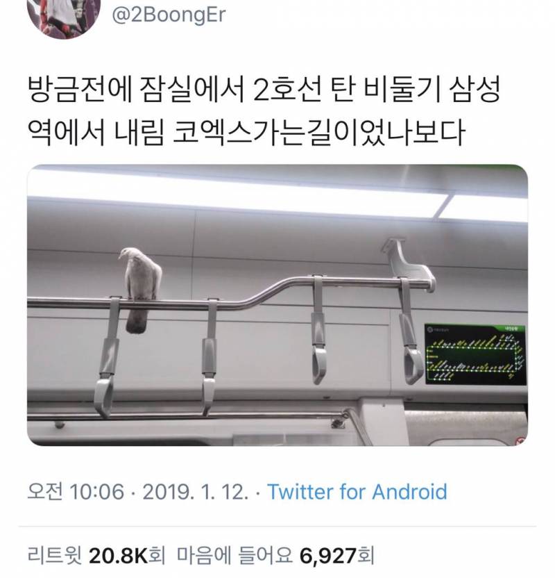 [잡담] 비둘기랑 지하철 같이 탈 수 있어? | 인스티즈