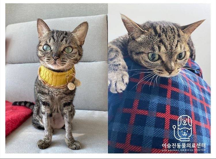 고양이 쌍수 후기.JPG | 인스티즈