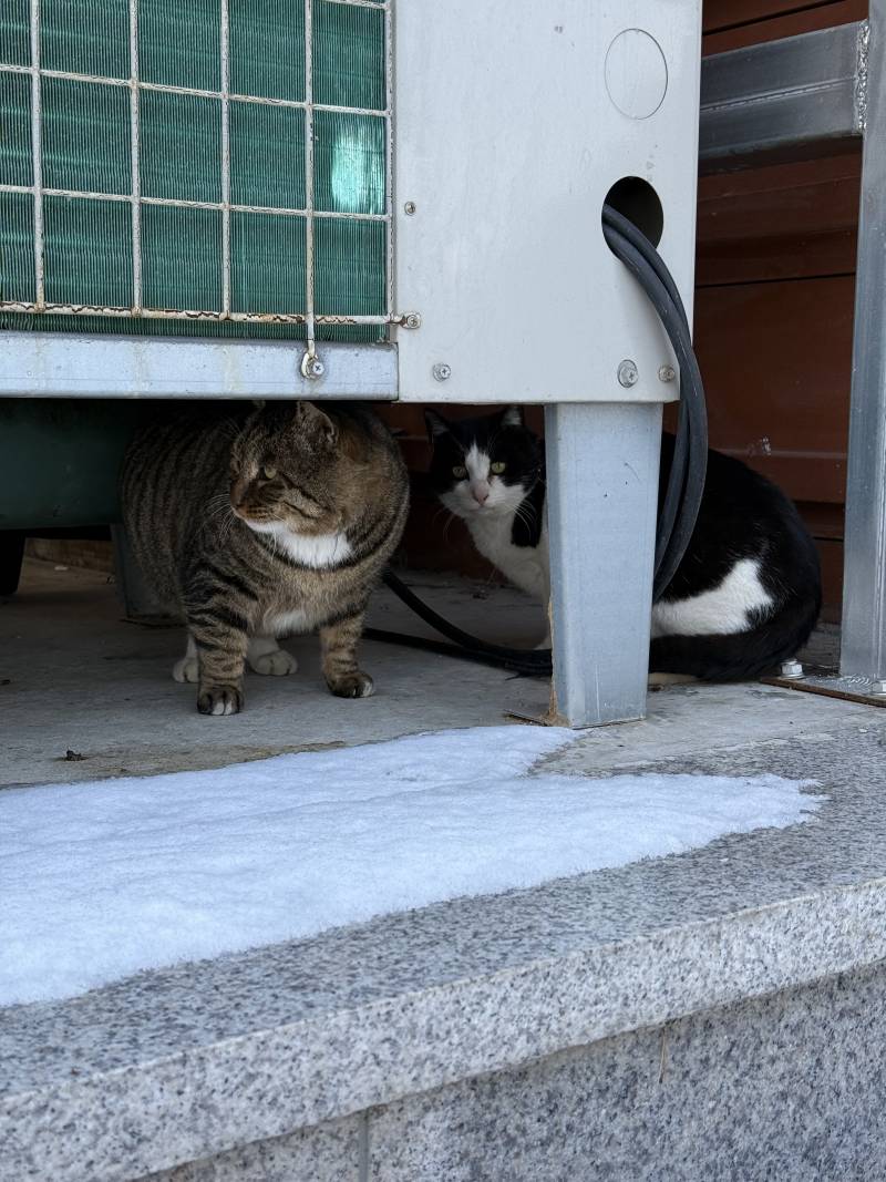 [잡담] 길에서 만난 뚱냥이 | 인스티즈