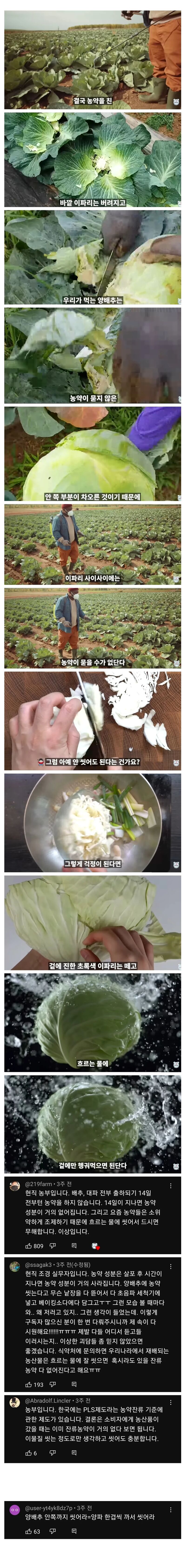 양배추 한장씩 열심히 세척할 필요 없는 이유.jpg | 인스티즈