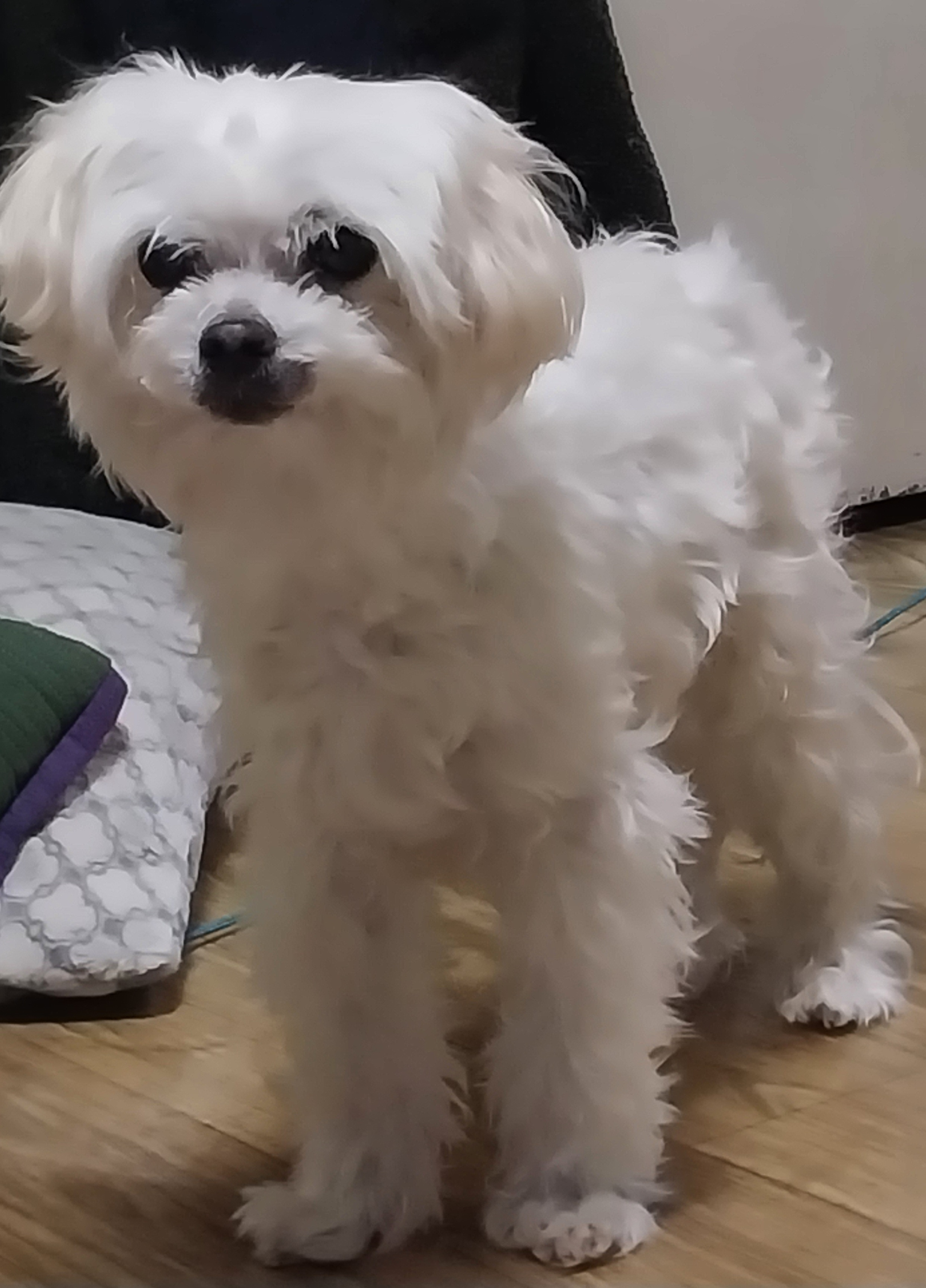 [잡담] 멍멍!! 🐶 (사진 들고 왔어요) | 인스티즈