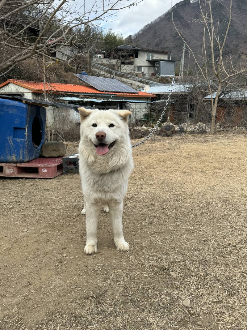 [잡담] 우리 강아지좀 봐주라ㅋㅋㅋㅋ ㅠ하.. | 인스티즈