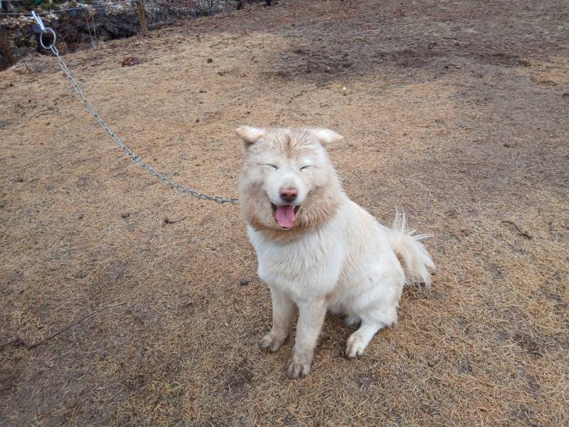 [잡담] 우리 강아지좀 봐주라ㅋㅋㅋㅋ ㅠ하.. | 인스티즈