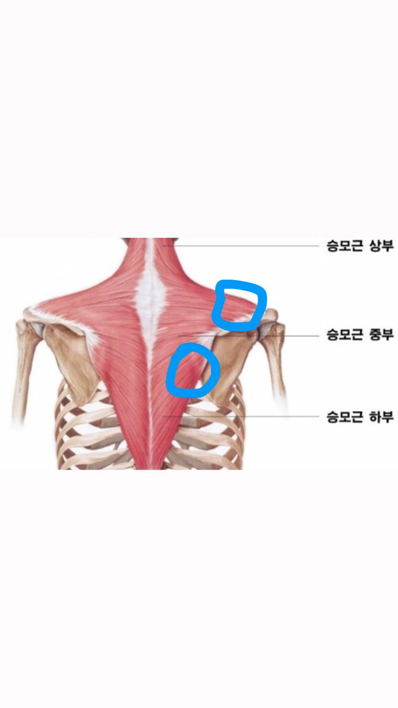 [잡담] 여기 승모근쪽 아픈 이유는 뭐야? | 인스티즈