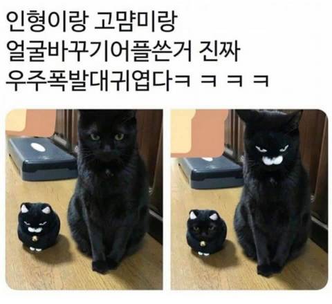 [잡담] 검은 고양이나 강아지 키우면 밤에 불끄면 안보이겠지 | 인스티즈