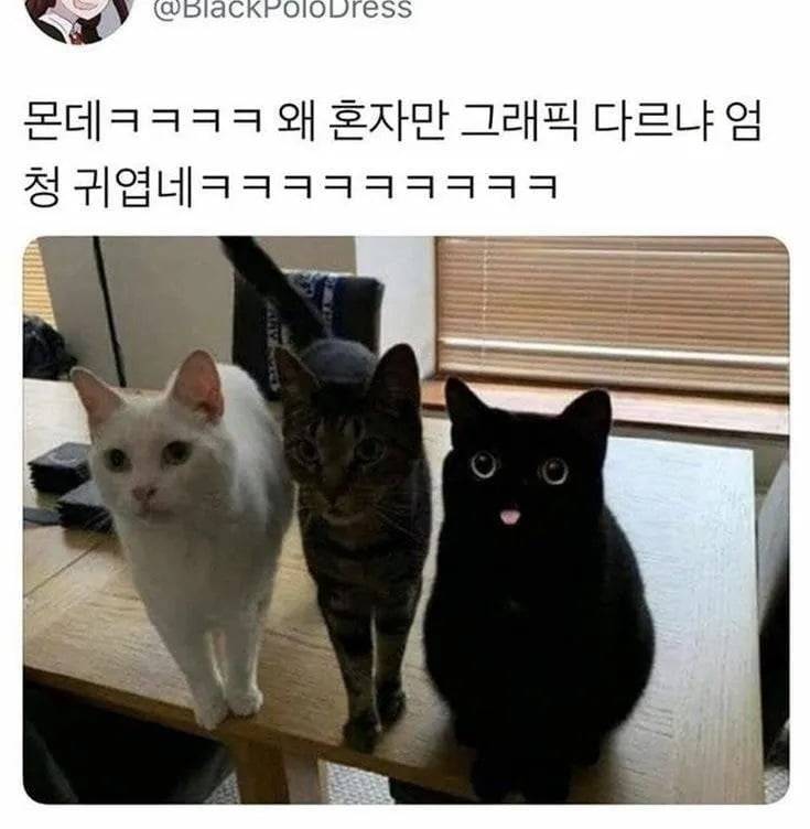 [잡담] 검은 고양이나 강아지 키우면 밤에 불끄면 안보이겠지 | 인스티즈