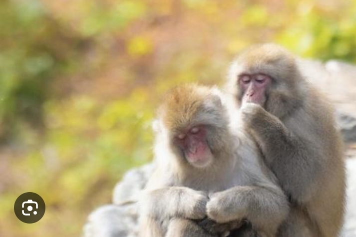 [잡담] 아무리 귀여운 얘기여도 원숭이 같다고 하면 좀 그럴까? | 인스티즈