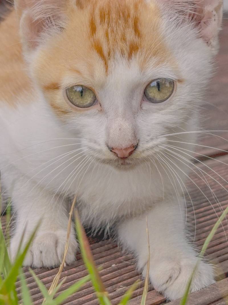 [잡담] 나 길냥이 좀 잘 찍은 거 같음🐱🐱🐱 | 인스티즈