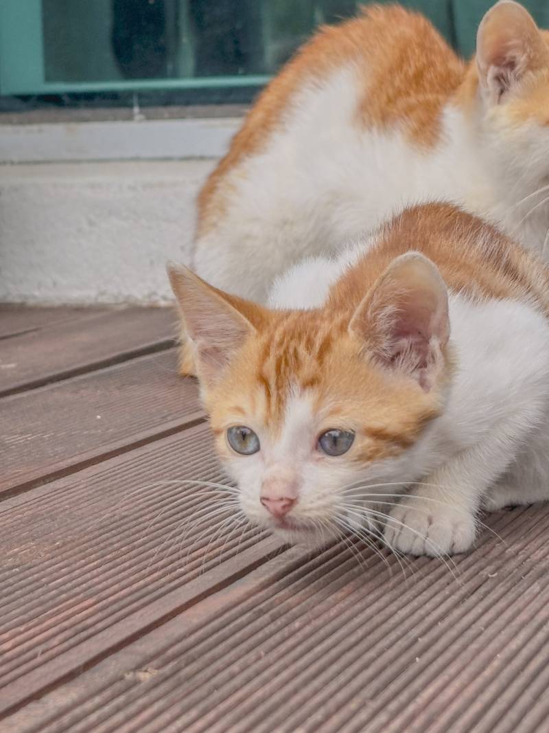 [잡담] 나 길냥이 좀 잘 찍은 거 같음🐱🐱🐱 | 인스티즈