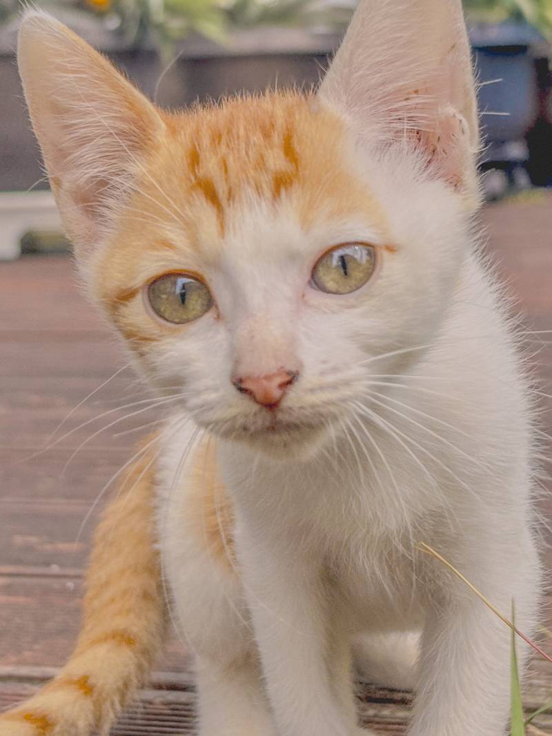 [잡담] 나 길냥이 좀 잘 찍은 거 같음🐱🐱🐱 | 인스티즈