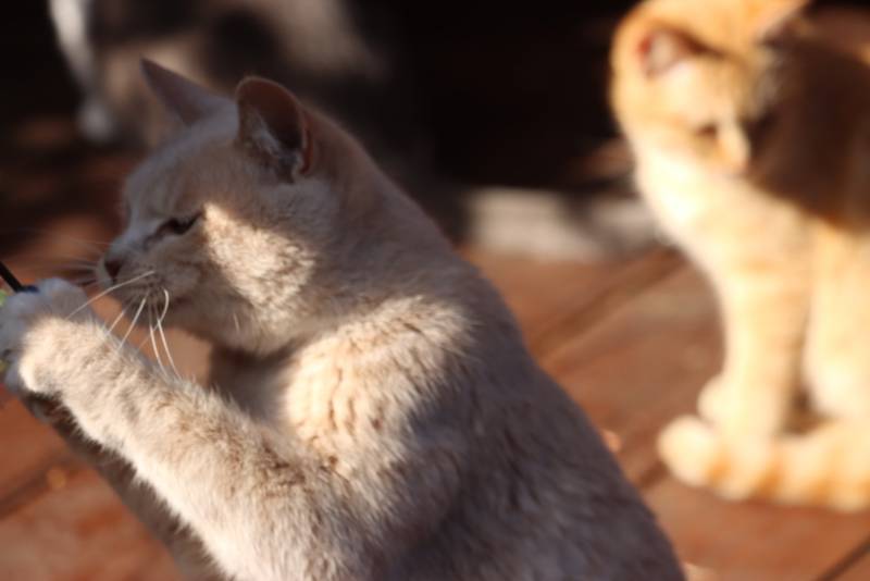 [잡담] 여행 가서 찍은 고양이 구경할 사람 | 인스티즈