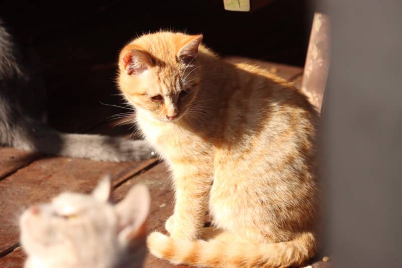 [잡담] 여행 가서 찍은 고양이 구경할 사람 | 인스티즈