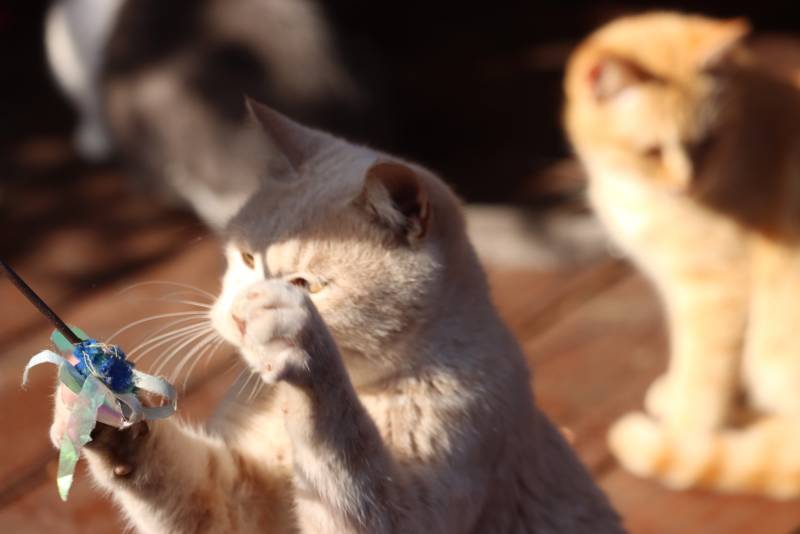 [잡담] 여행 가서 찍은 고양이 구경할 사람 | 인스티즈