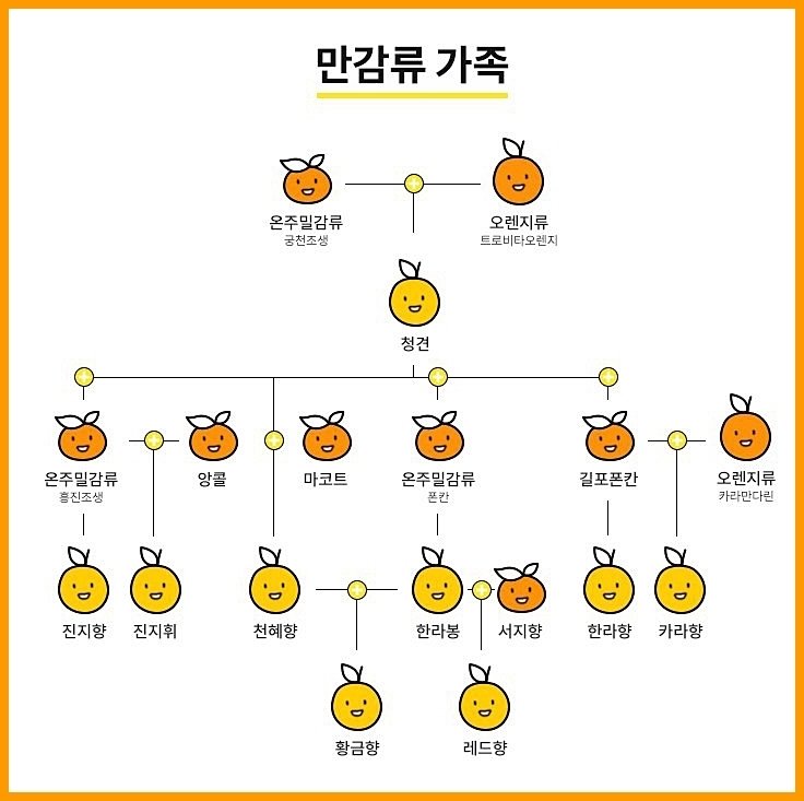 의외로 복잡하다는 감귤 족보.jpg | 인스티즈