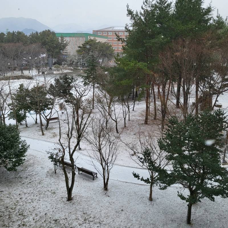 [잡담] 부산에서 눈 이정도로 쌓인 걸 보다니...... | 인스티즈