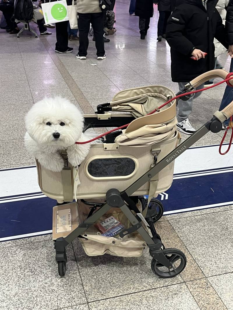 [잡담] 우리집 강아지 대갈통 크기 재평가 부탁해 | 인스티즈