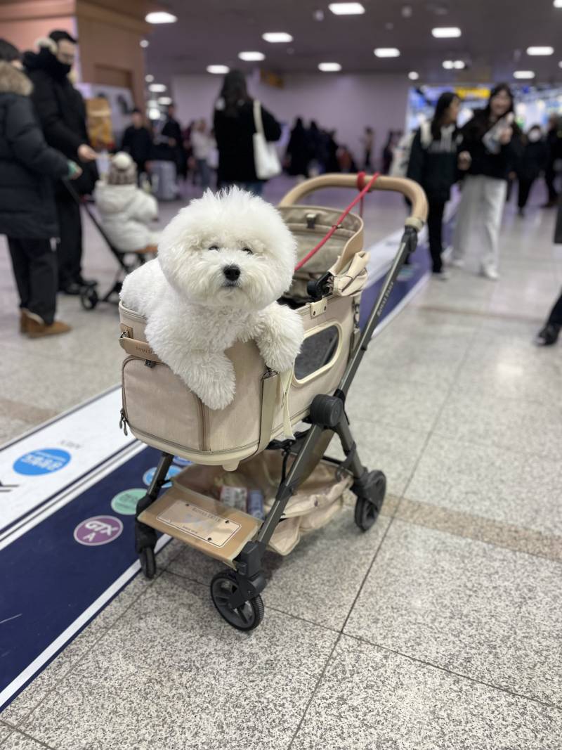 [잡담] 우리집 강아지 대갈통 크기 재평가 부탁해 | 인스티즈