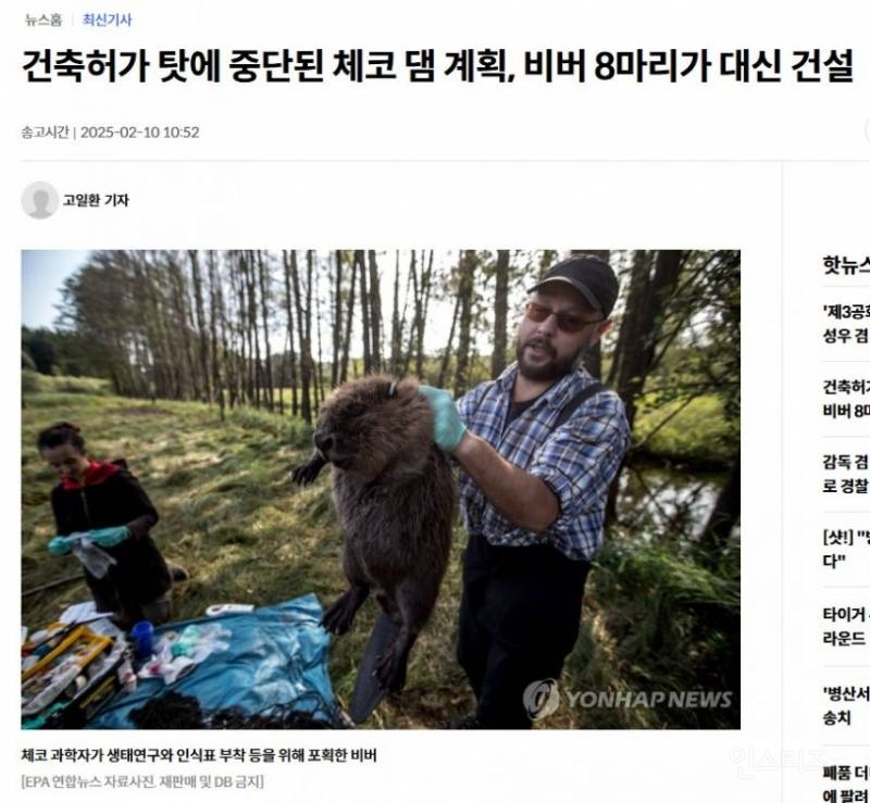 건축허가 탓에 중단된 체코 댐 계획, 비버 8마리가 대신 건설.jpg | 인스티즈