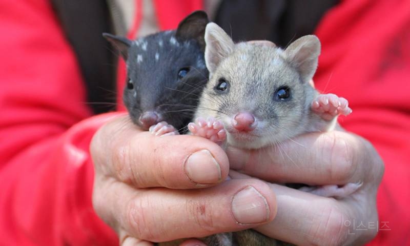 eastern quoll (동부 주머니 고양이) | 인스티즈